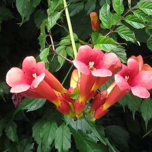 SALE: TRUMPET VINE Plant