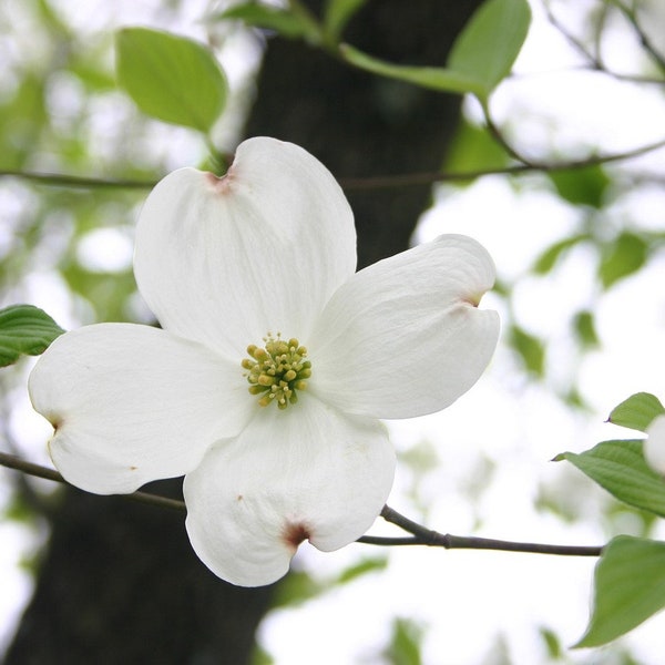 WHITE FLOWERING DOGWOOD Tree Seeds