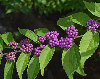 PURPLE BEAUTYBERRY SHRUB Seeds