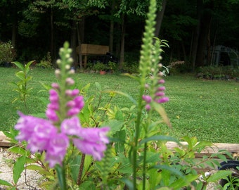 OBEDIENT PLANT (Physostegia Virginiana)  MIX seeds