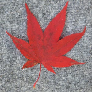 JAPANESE RED MAPLE (Emperor) seeds (Acer Palmatum)