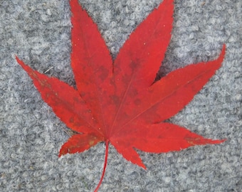 JAPANESE RED MAPLE (Emperor) seeds (Acer Palmatum)