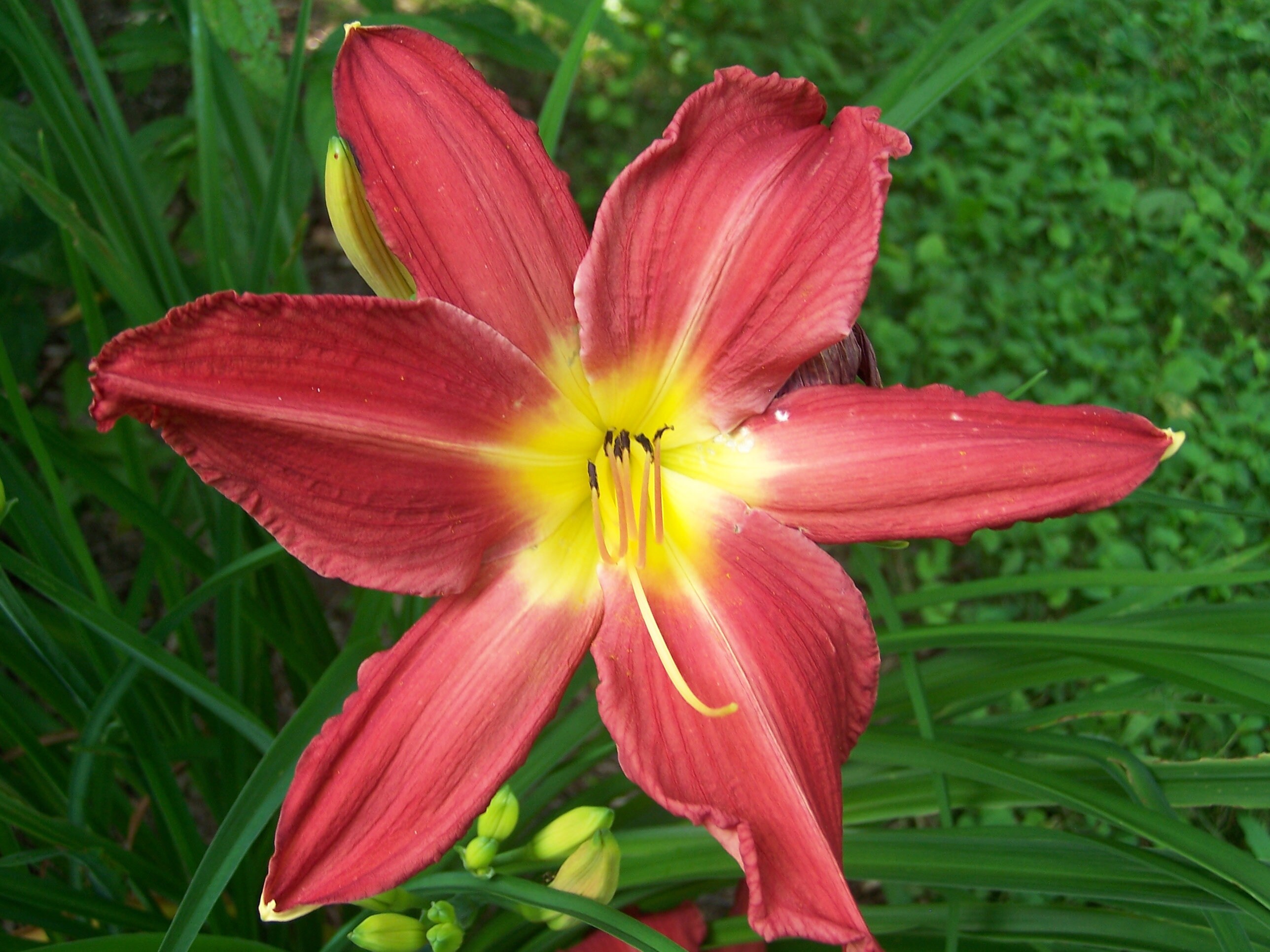 Red Magic Daylily Etsy