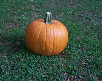 CARVING PUMPKIN seeds