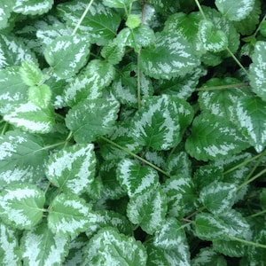 LAMIASTRUM GALEOBDOLON Plants  AKA  (Yellow archangel)