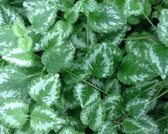 LAMIASTRUM GALEOBDOLON Plants  AKA  (Yellow archangel)