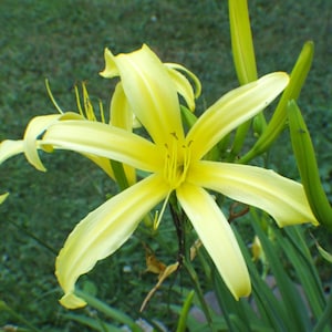 KINDLY LIGHT DAYLILY