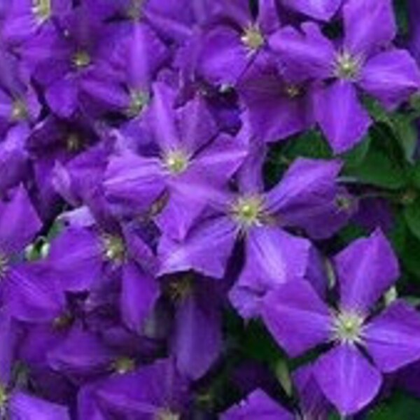 JACKMANI CLEMATIS Seeds