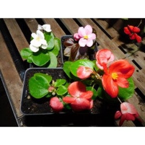 WAX BEGONIA  mix seeds