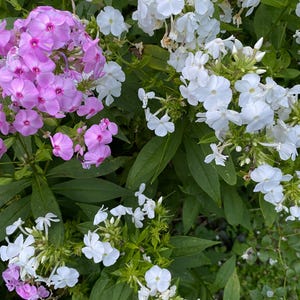 GARDEN PHLOX Mix seeds