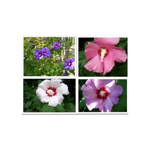 Rose of Sharon Etsy