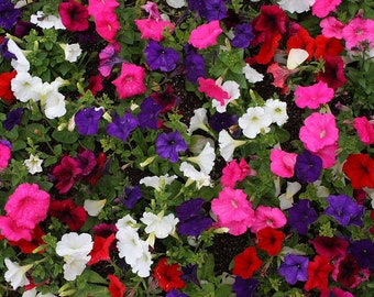 Mix Petunia & Yellow Wave petunia seeds
