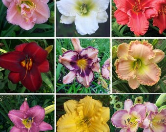 May include: A grid of nine vibrant daylily flowers in various colors, including pink, white, red, burgundy, purple, peach, magenta, and yellow. Each flower has multiple petals and a prominent center, showcasing the diverse beauty of the daylily.