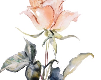 rose study no giclee fine art print of watercolor painting 56
