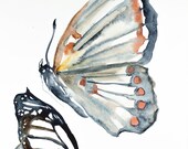 butterfly study . original watercolor painting