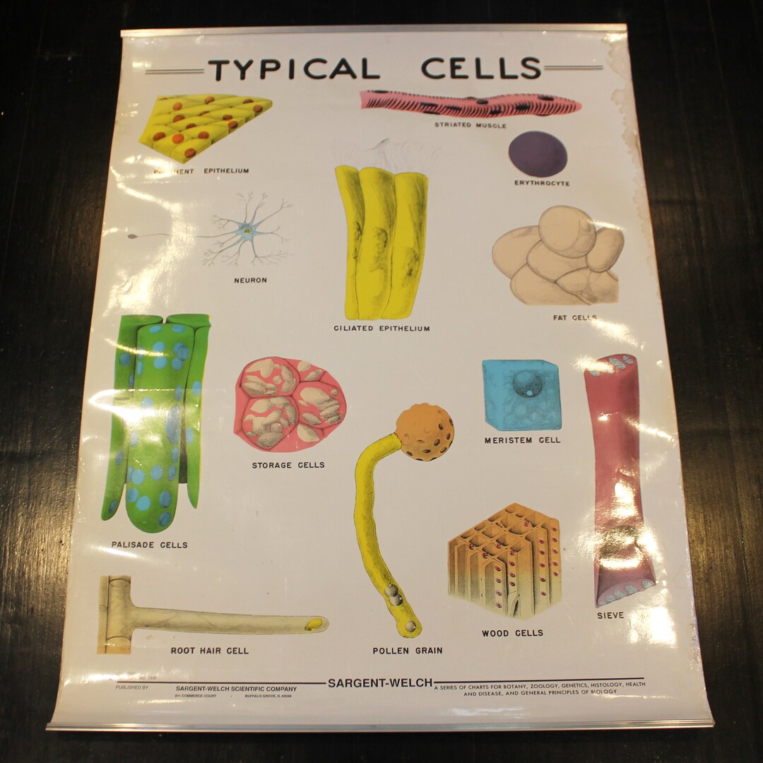 One Typical Cell Example Large Size Typical Cells Scientific Classroom Illustration Poster Chart ...