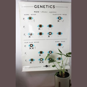 Genetica Kleurenblinde wetenschappelijke klaslokaal illustratie Posterkaart Wanddecoratie