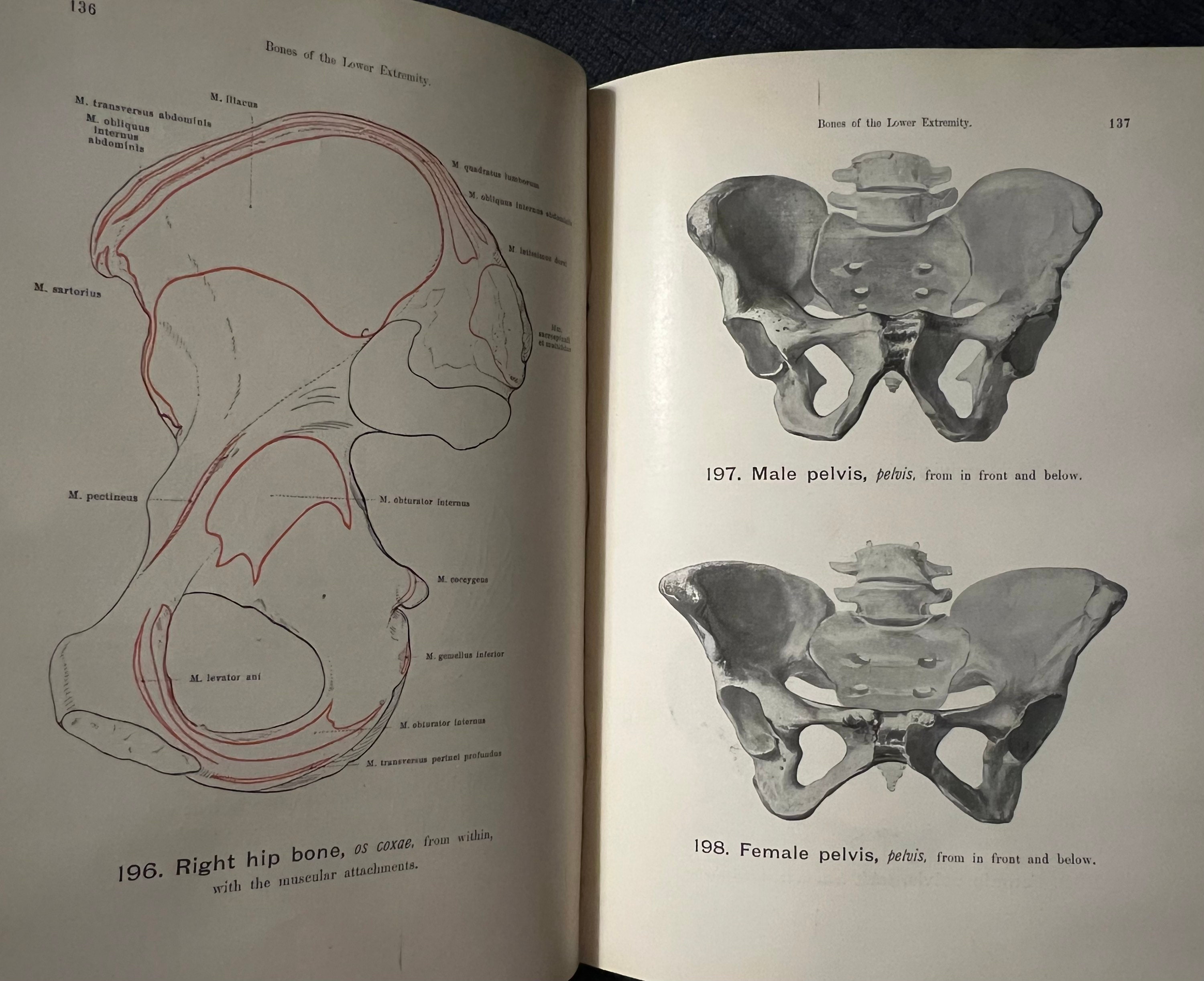 Hand-Atlas of Human Anatomy; Vol. 1: Bones, Joints, Ligaments