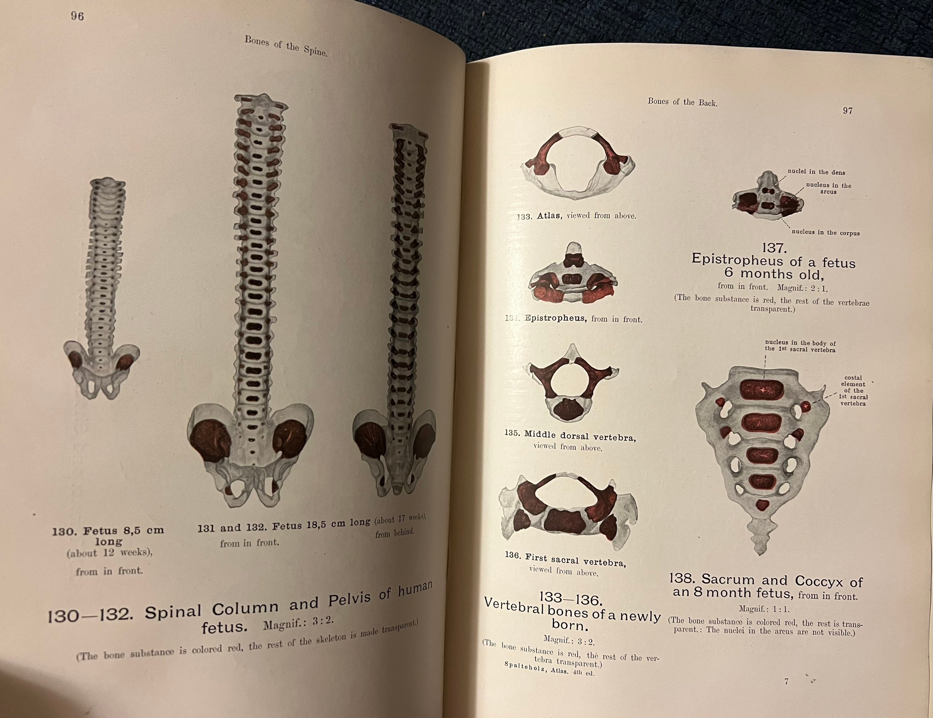 Hand-Atlas of Human Anatomy; Vol. 1: Bones, Joints, Ligaments
