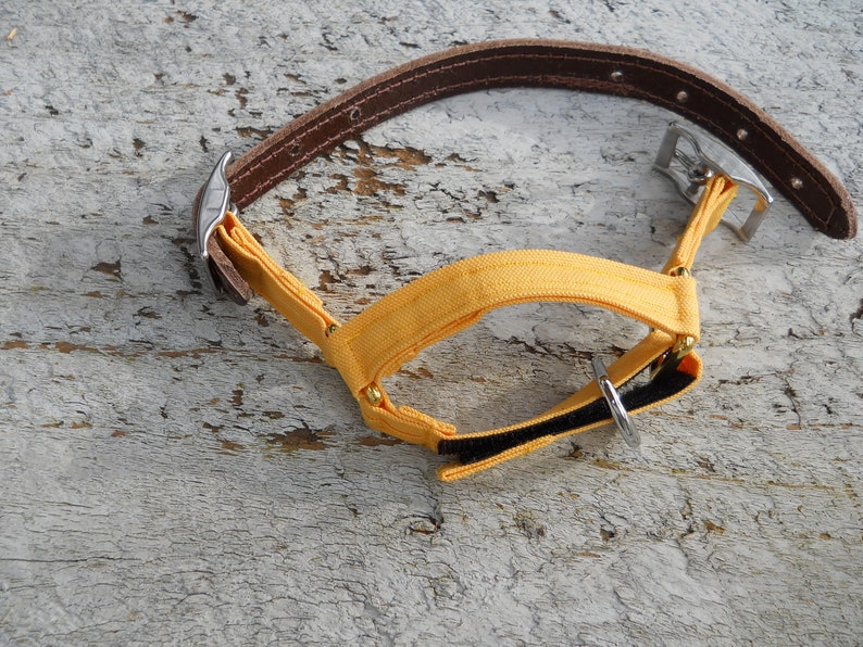 Pu&ograve; includere: Un collare per cani con un cinturino in pelle marrone e una sezione in tessuto giallo. Il collare ha elementi metallici color argento e una chiusura in velcro nera. Il cinturino in pelle &egrave; rivettato.
