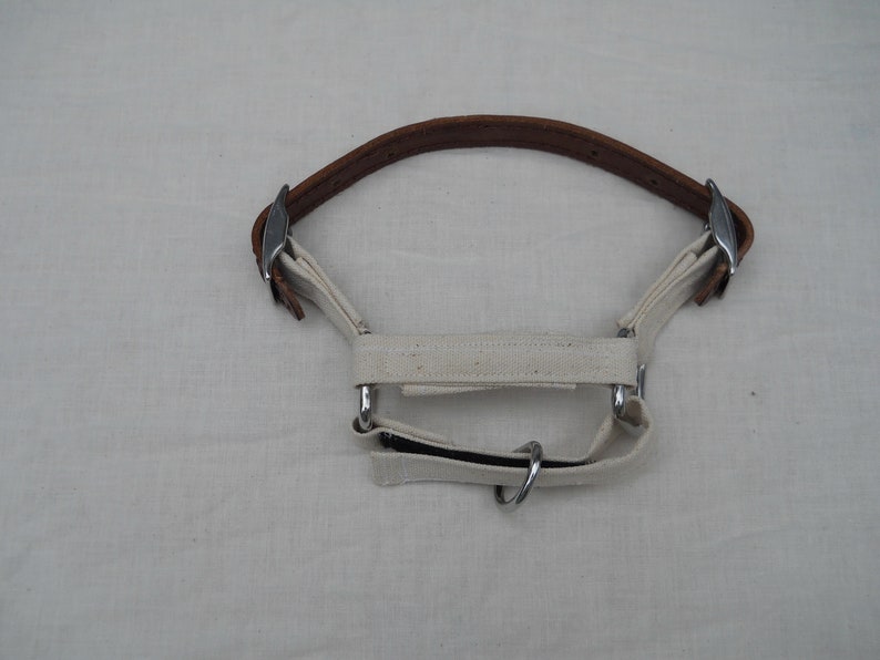 Lightweight Adjustable Goat Halter Pygmy and Nigerian Dwarf Etsy