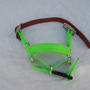 Adjustable Dwarf Goat Halter bright lime green