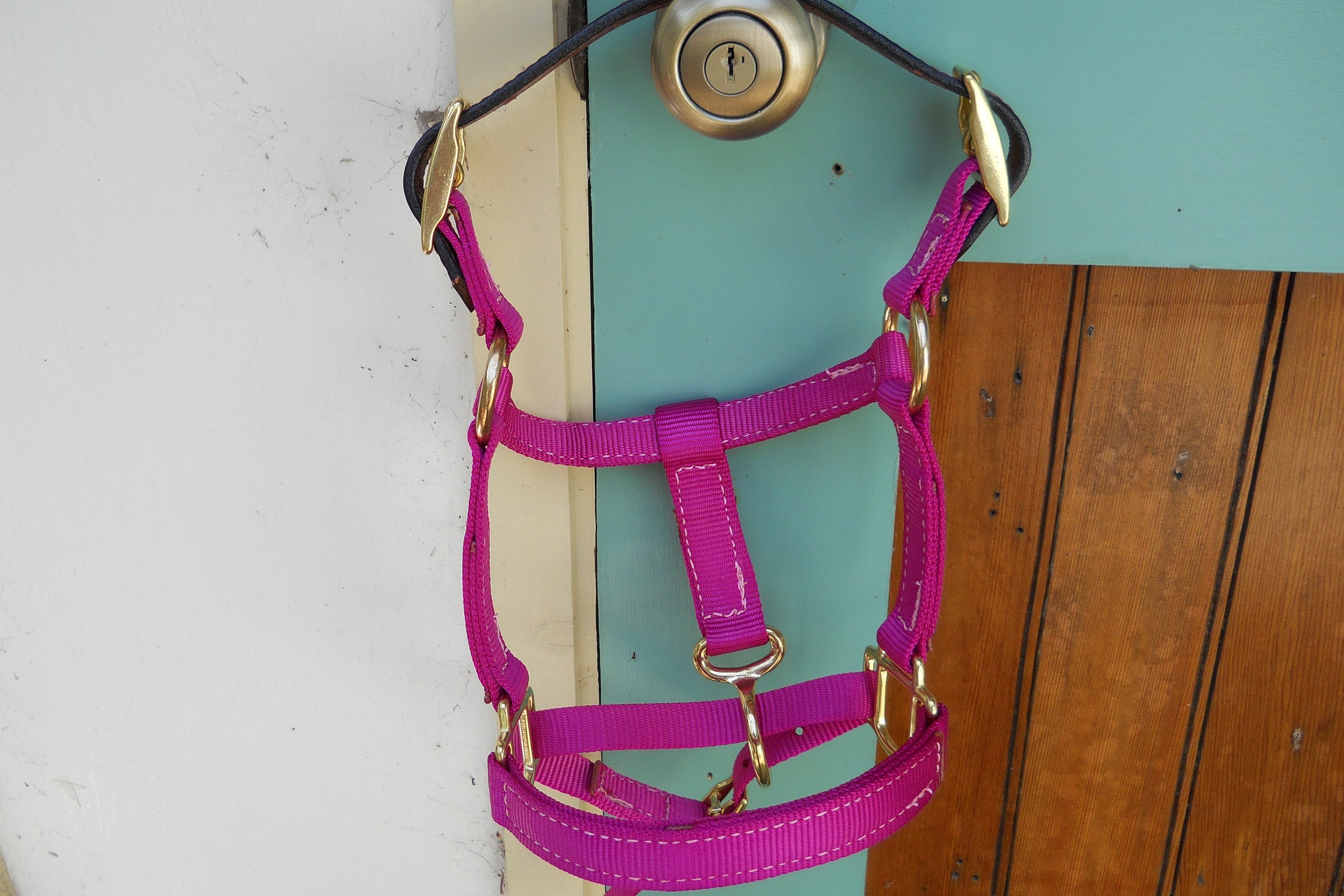 Mini Horse Breakaway Halters with matching 6' lead Etsy 日本