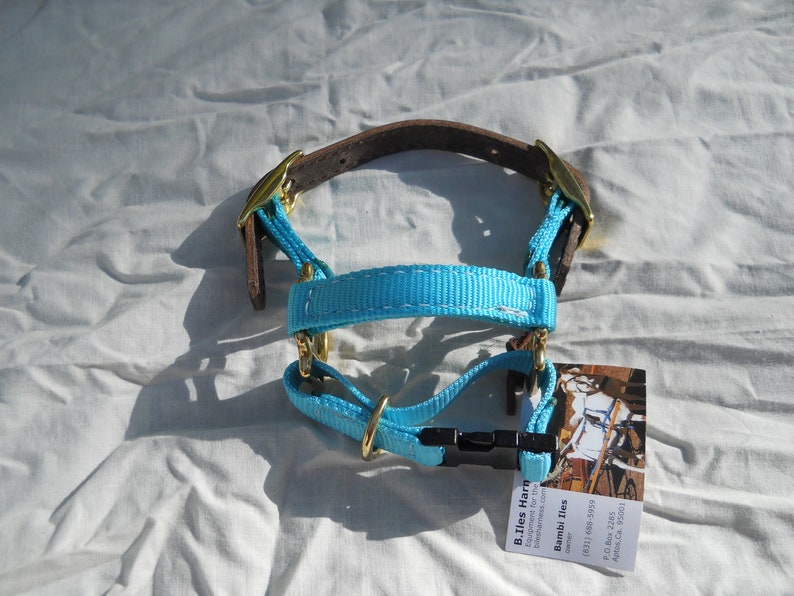 Adjustable Dwarf Goat Halter turquoise