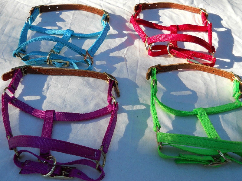 Mini Horse Adjustable Halter with 6' matching lead