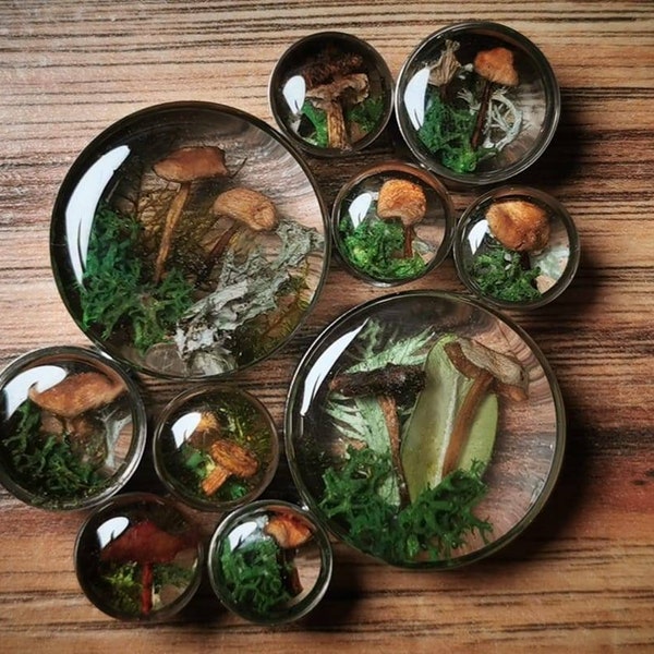 Enchanted forest fairy plugs, real moss and mushrooms plugs. FOR PAIR. 10mm and up