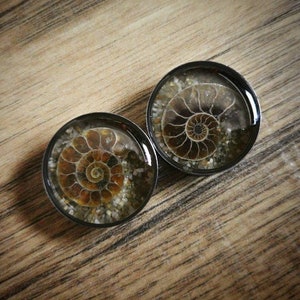 Ammonite fossil plugs, 16mm and up