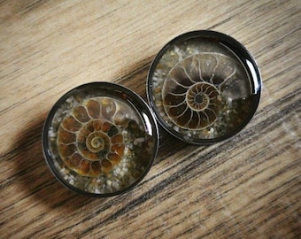 Real Ammonite fossil plugs with sand, 16mm and up