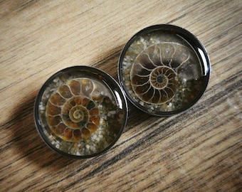 Ammonite fossil plugs, 16mm and up