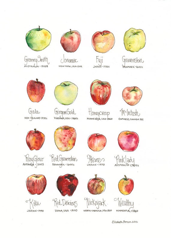 Different Kinds Of Apples Chart