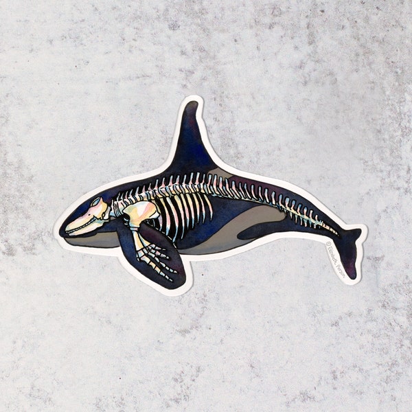 Orca Whale Skeleton Watercolor Vinyl Sticker for Computer Car Laptop Water bottle