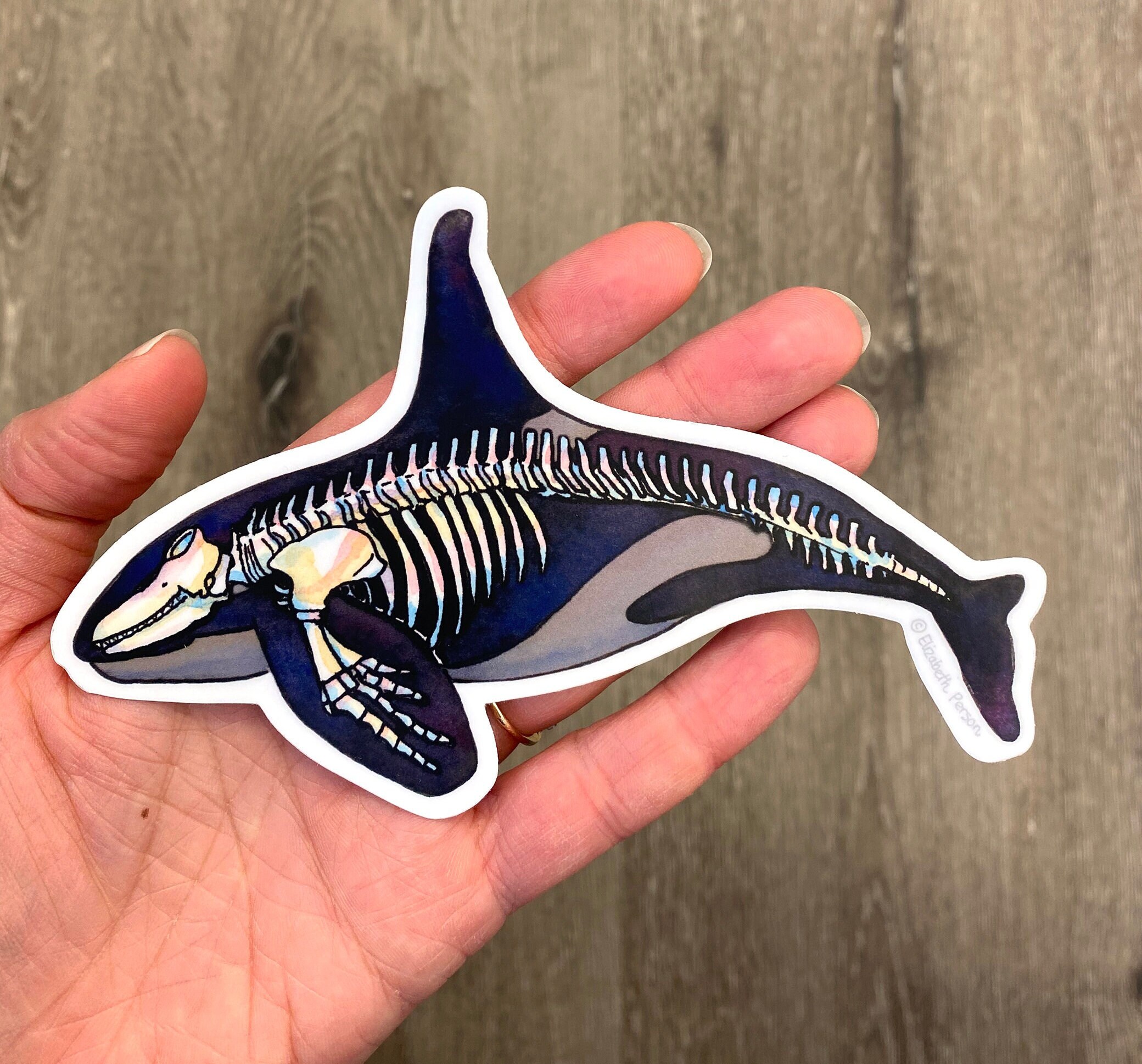 Orca Whale Skeleton Watercolor Vinyl Sticker for Computer Car Laptop Water  Bottle - Etsy Israel