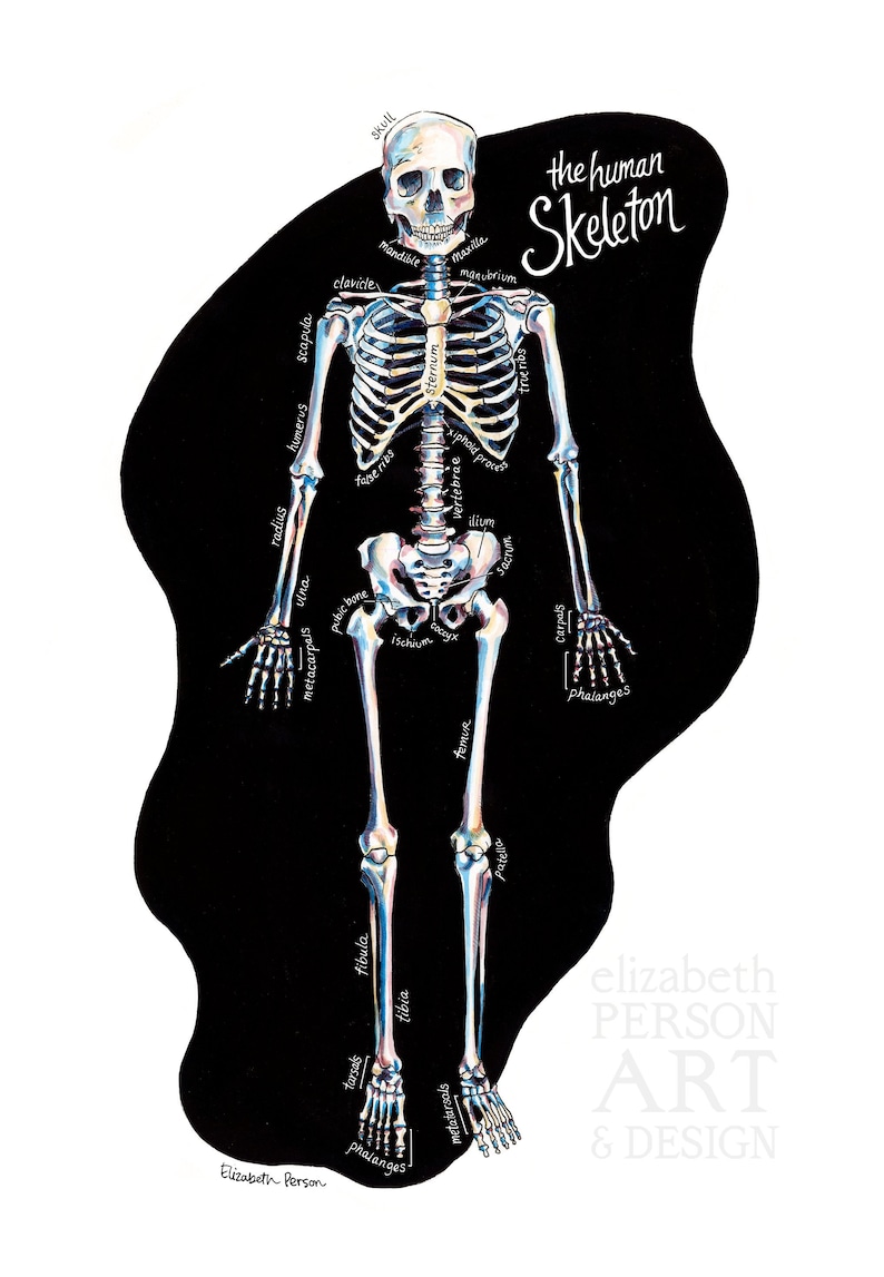 The Human Skeleton Watercolor Illustration Medical Anatomy Art - Etsy