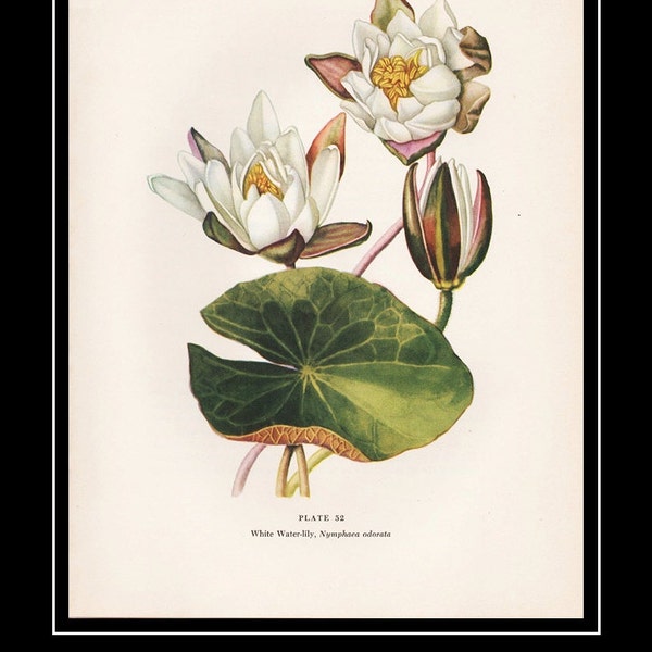 White Water-Lily, Nymphaea Odorata, POSTER Print from Rare Original 1950 Illustration Plate