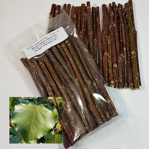 20 Hybrid Poplar 5" Tree Cuttings OP-367 -Fast Growing Shade Trees