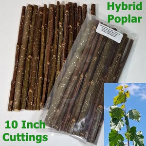 12 Hybrid Poplar 10" Cuttings OP-367 Fast Growing Windbreak & Shade Trees