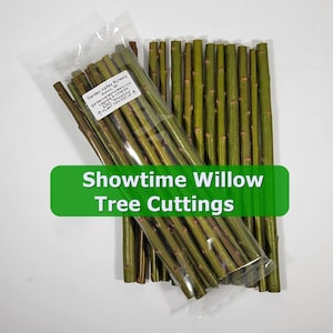 May include: Bundles of Showtime Willow tree cuttings, with green stems, are displayed on a white surface. One bundle is in a clear plastic bag. A green banner with white text reads "Showtime Willow Tree Cuttings".