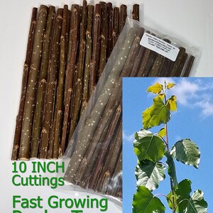 25 Hybrid Poplar 10" Cuttings OP-367 Fast Growing Shade Trees Windbreak Screens FREE Shipping