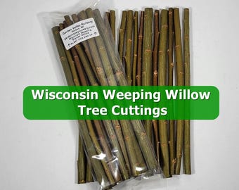 10 Wisconsin Weeping Willow 'Blanda' Tree Cuttings, 10-inch Unrooted Cuttings - Fast Growing Trees