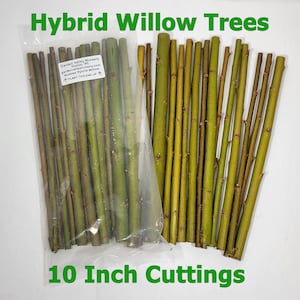 May include: Image of Hybrid Willow Trees cuttings, each approximately 10 inches long. The cuttings are green and brown, with some bundled in a clear plastic bag. Text on the image reads "Hybrid Willow Trees" and "10 Inch Cuttings".