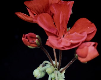 Red Geranium Print - A4