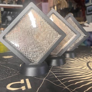 Cadre flottant noir pour hangar en peau de serpent python royal