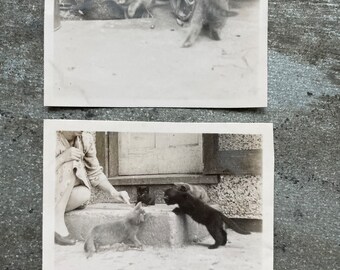 Vintage Katzen spielen auf dem Hof Fotos - Vintage Fotos - Scrapbooking