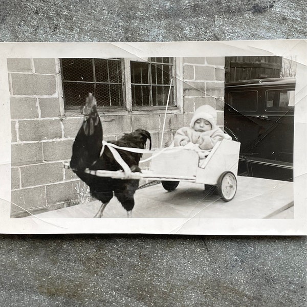 Cute quirky OOAK photo girl and her rooster - chicken and a cart - chicken on wheels - vintage photo - Dickie the rooster