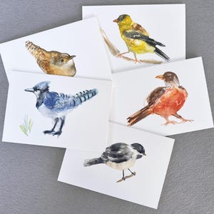 Lot de 5 cartes : roselin doré, rouge-gorge, geai bleu, mésange à tête noire, troglodyte familier