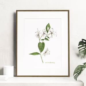 Watercolor honeysuckle flowers - Botanical Art Watercolor, birth month flowers - June